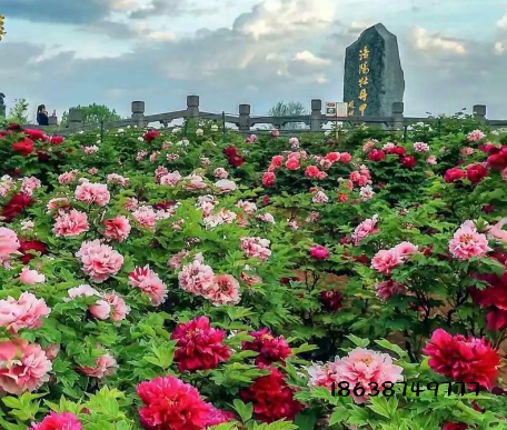 中牟出发！4 月 6 日洛阳牡丹 + 洛邑古城一日游，65 元纯玩直达，错过等一年！