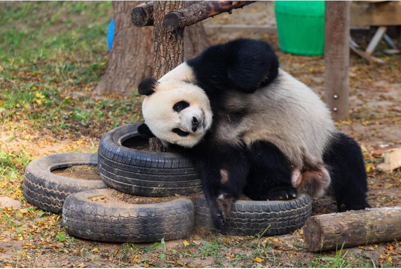 中牟同程旅行｜郑州到青岛旅行社推荐，一站式海滨度假+中原文化深度游